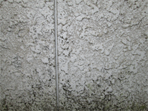 カビ・コケ・藻